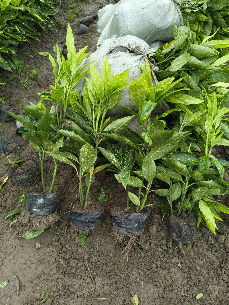 桃叶珊瑚大杯，高度35一40，基地有量，欢迎订购。