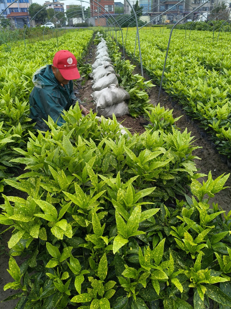 桃叶珊瑚大杯，高度35一40，基地有量，欢迎订购。