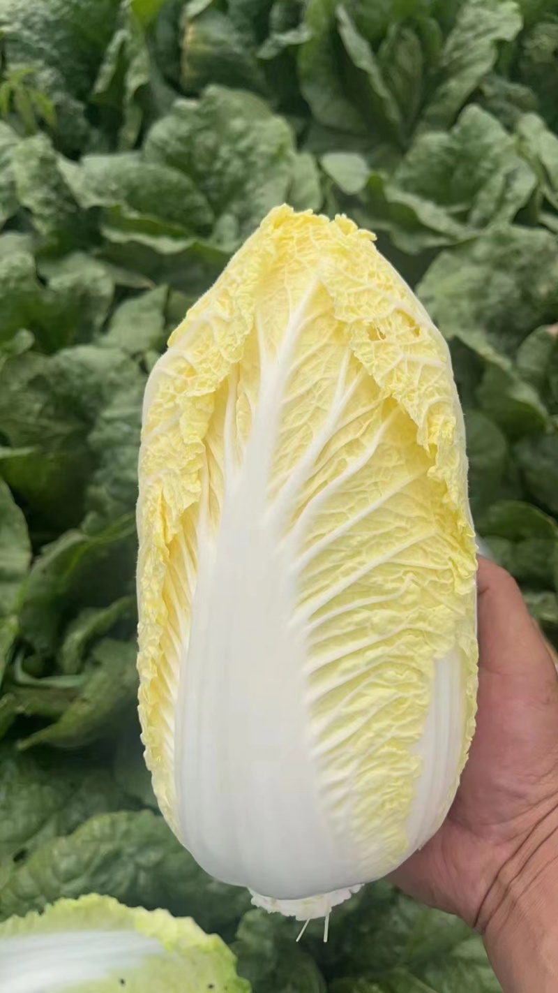 云南娃娃菜