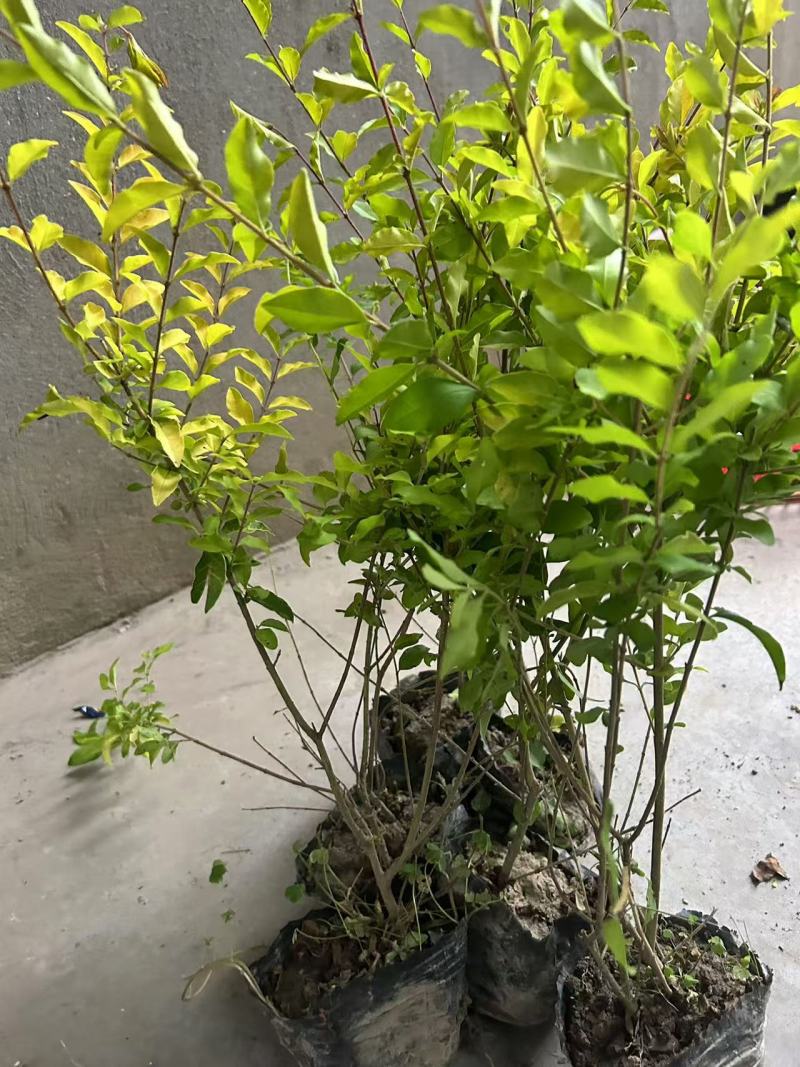 金冠女贞大杯，基地有量，价格优惠，欢迎订购。