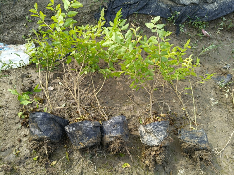 金冠女贞大杯，基地有量，价格优惠，欢迎订购。