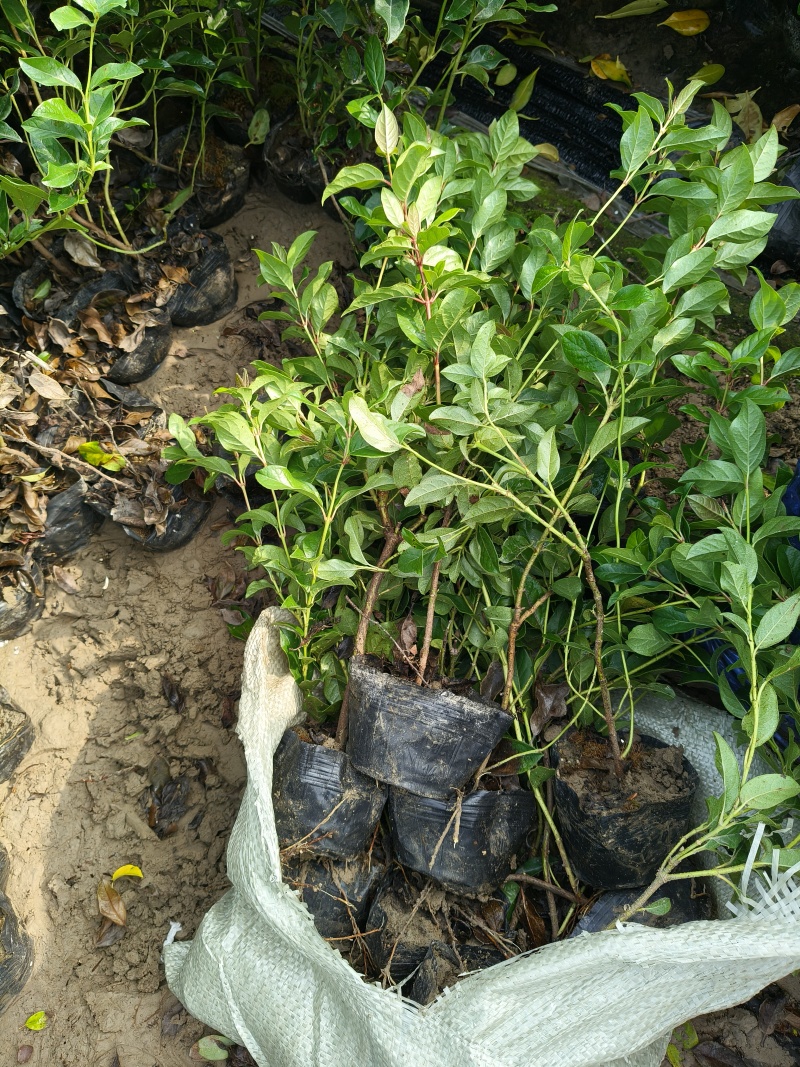 金冠女贞大杯，基地有量，价格优惠，欢迎订购。