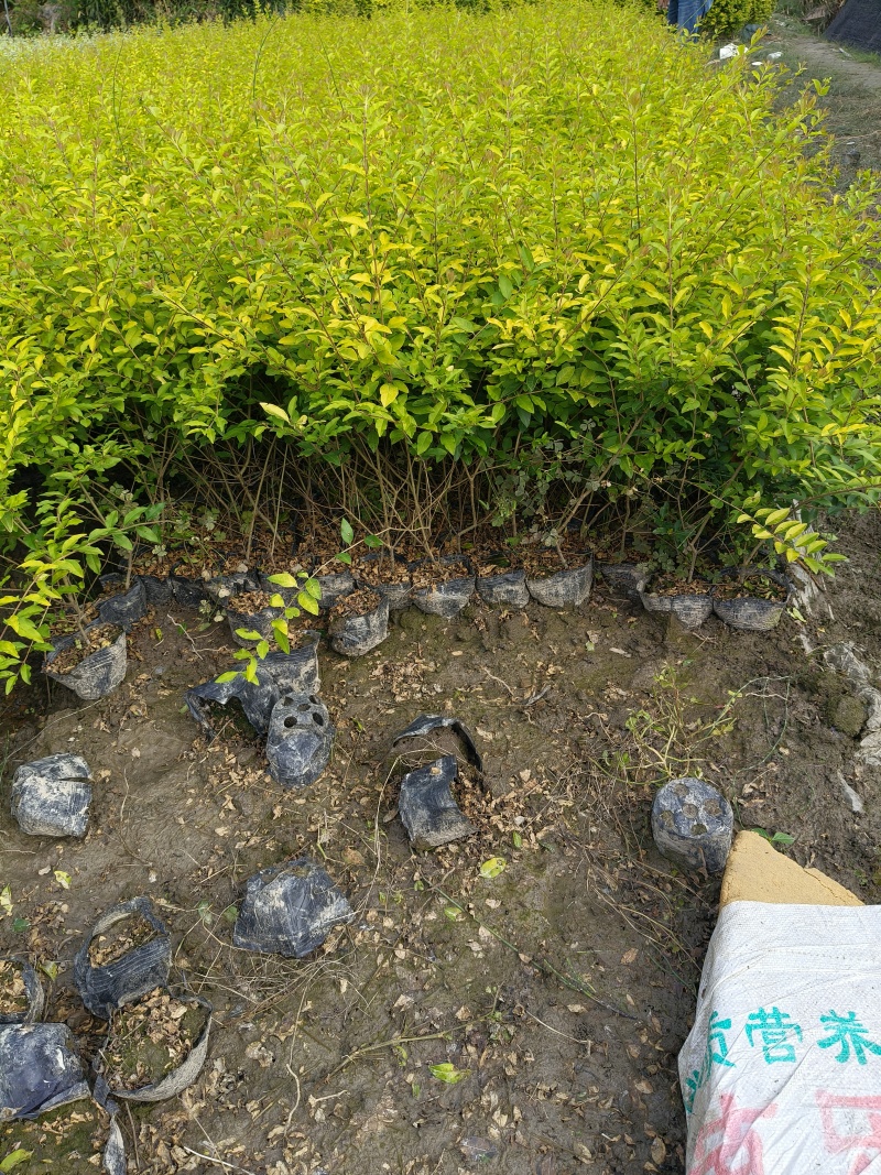 金冠女贞大杯，基地有量，价格优惠，欢迎订购。