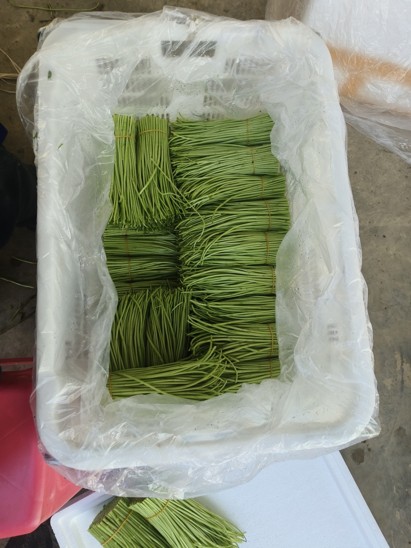 高原精品芦蒿