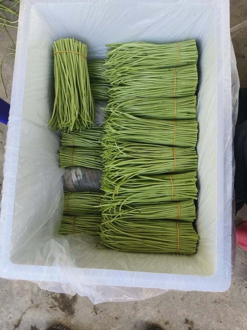 高原精品芦蒿