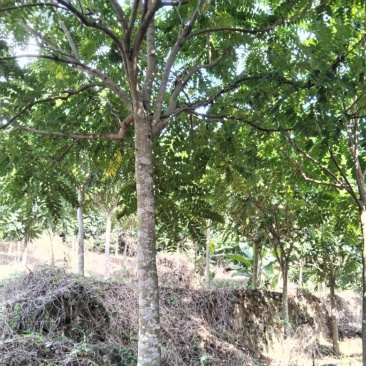 15公分麻楝在山上有路需要自已挖树