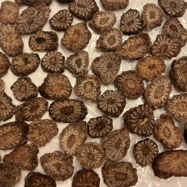 【精品】肉苁蓉切片阿拉善肉苁蓉秋冬季油性泡水泡酒男补天然