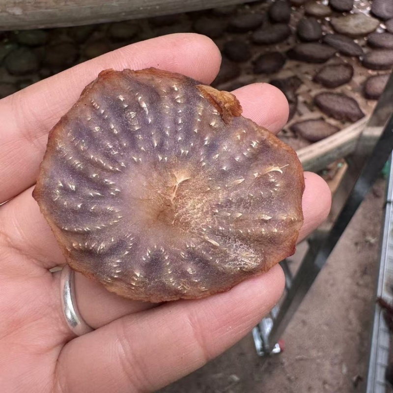 【精品】肉苁蓉切片阿拉善肉苁蓉秋冬季油性泡水泡酒男补天然