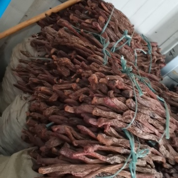 阿拉善精选纯野生金锁阳