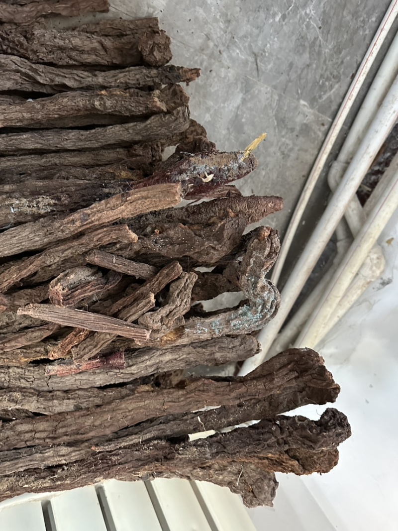 阿拉善精选纯野生金锁阳