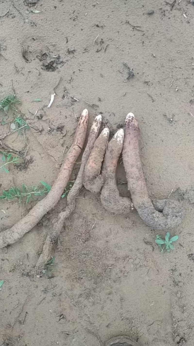 阿拉善精选纯野生金锁阳