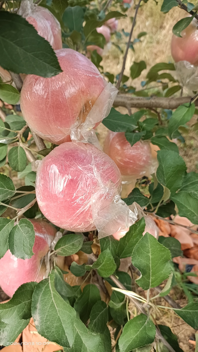 纸加膜红富士已成熟上市，要货者联系