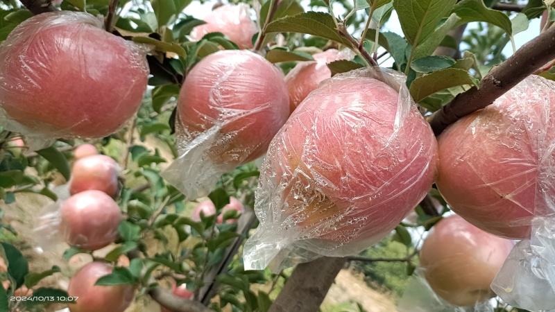 纸加膜红富士已成熟上市，要货者联系
