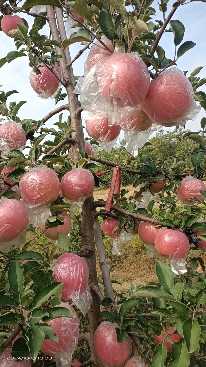 纸加膜红富士已成熟上市，要货者联系