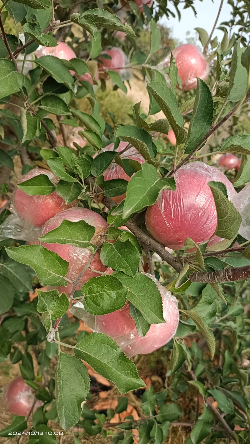 纸加膜红富士已成熟上市，要货者联系