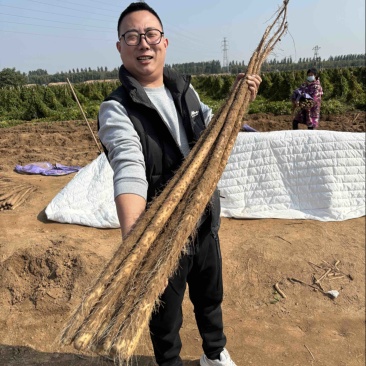 2025河北临漳红皮铁棍山药新货现挖规格齐全视频看货