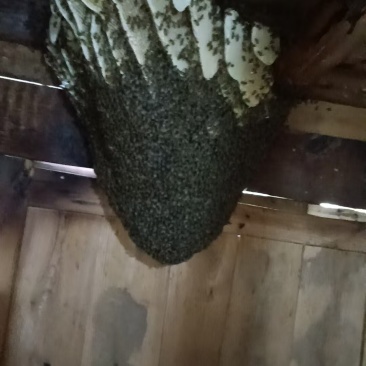 蜂蜜纯野生古老方式一年提取一次蜂蜜