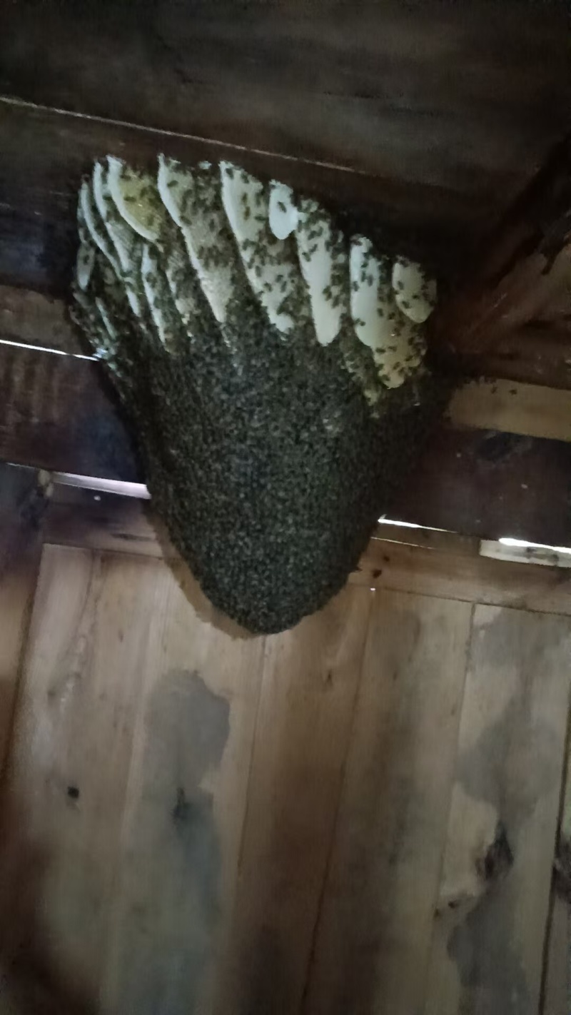 蜂蜜纯野生古老方式一年提取一次蜂蜜