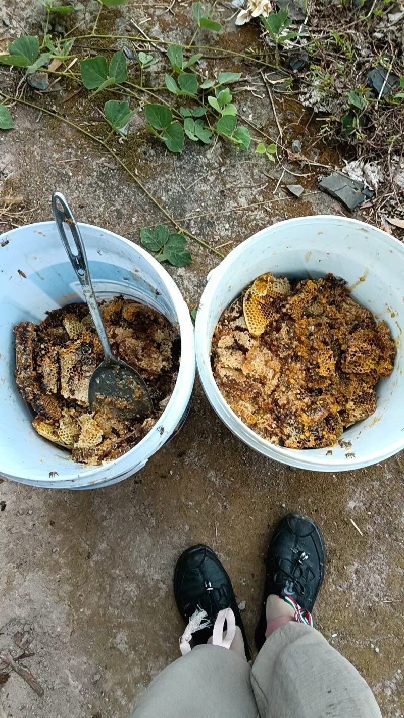 蜂蜜纯野生古老方式一年提取一次蜂蜜