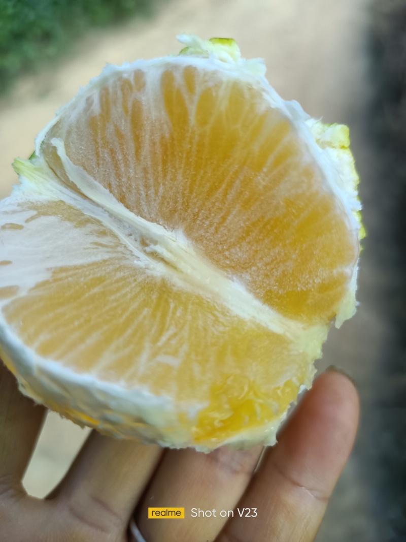 产地各种橙子上市中……