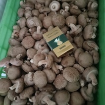 【牛商优选】鲜香菇供应-鲜菇基地直发-价格直发