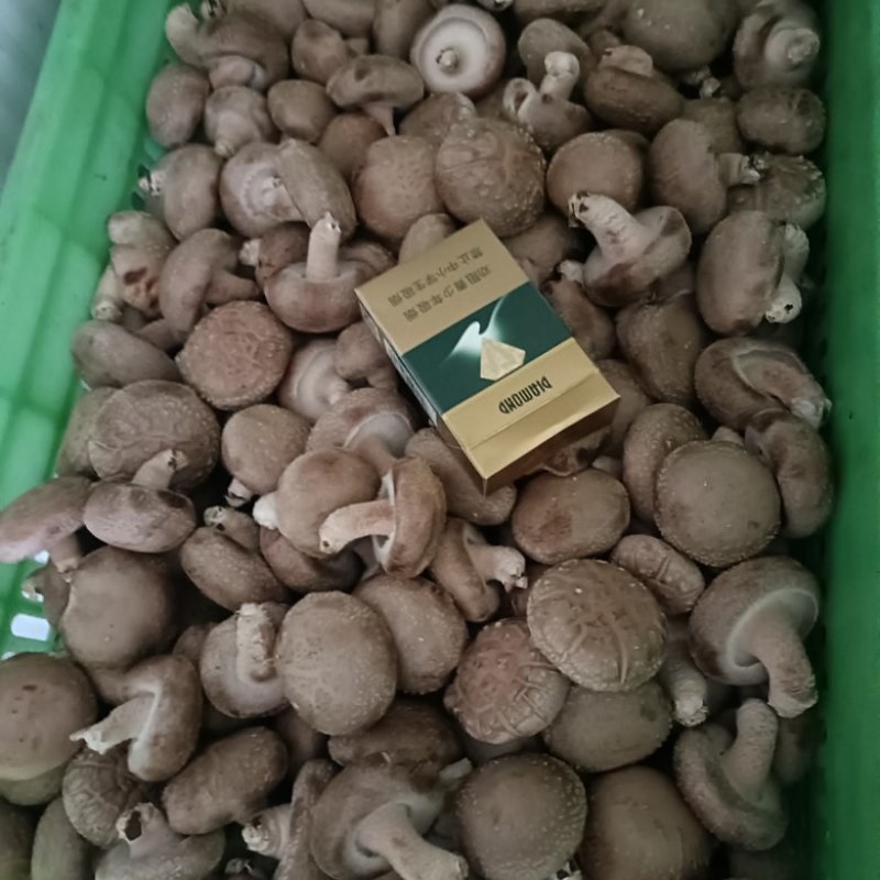 【牛商优选】鲜香菇供应-鲜菇基地直发-价格直发