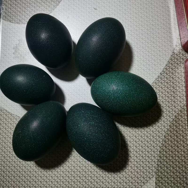 鸸鹋种蛋