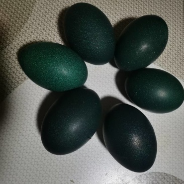 鸸鹋种蛋