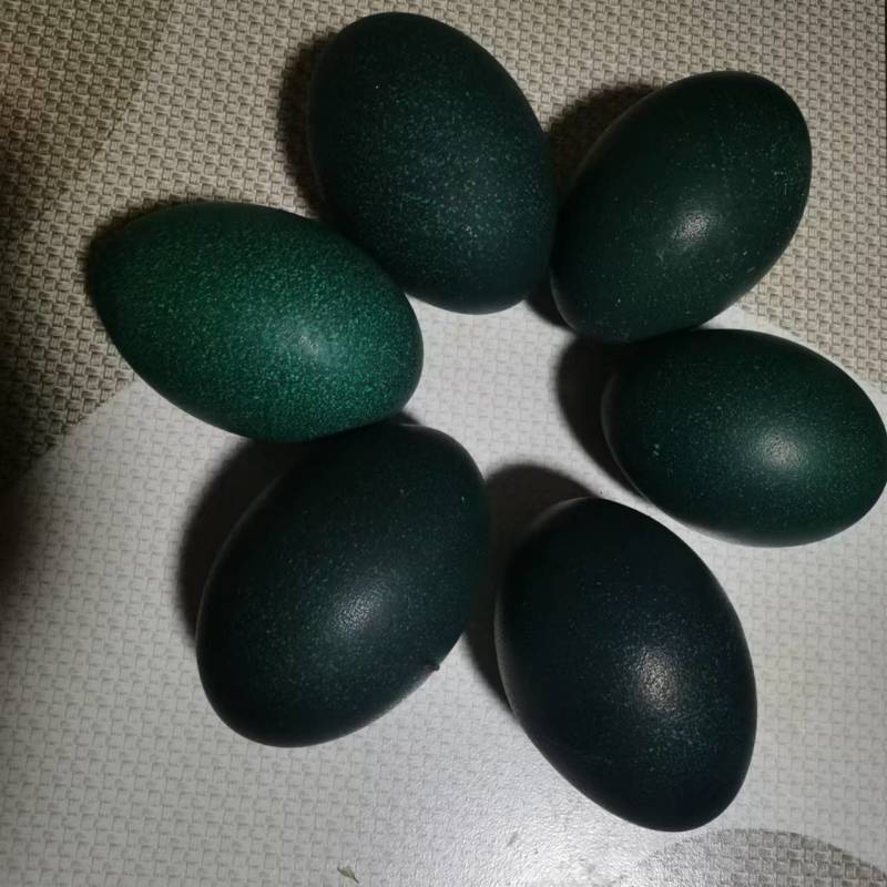 鸸鹋种蛋