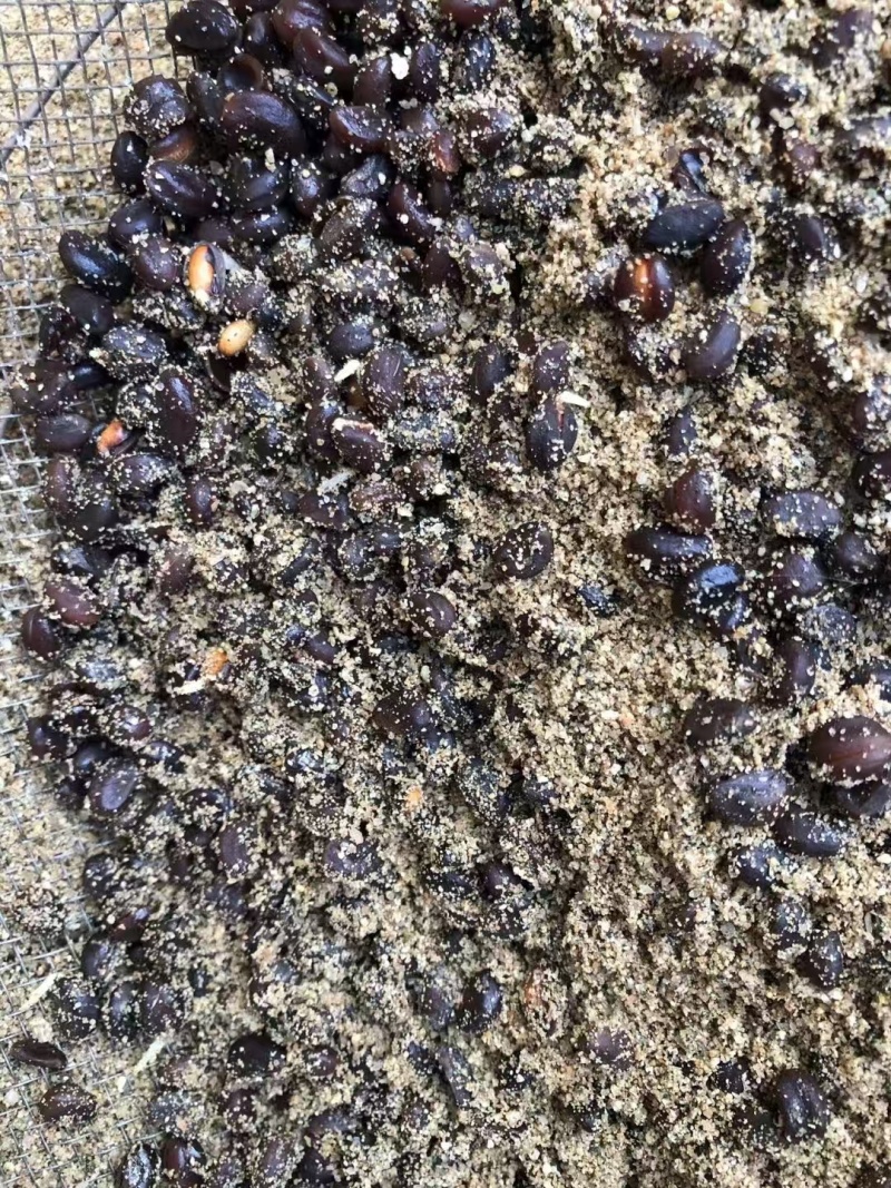 发芽山楂种子看质量山里红种子产地供应