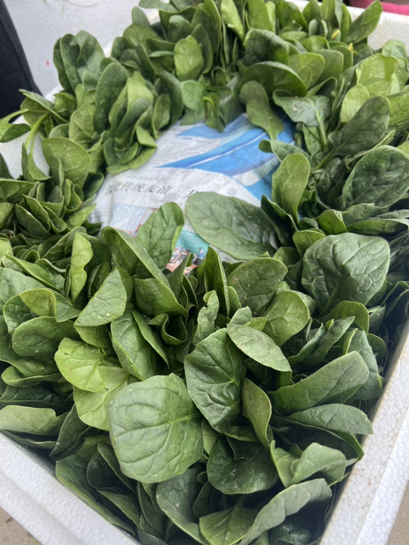 菠菜，趴地菠菜，黑圆叶菠菜