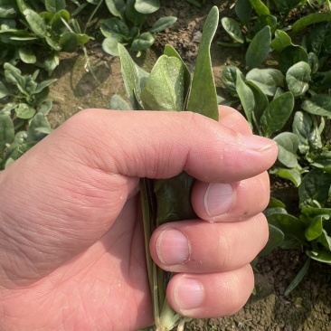 菠菜，趴地菠菜，黑圆叶菠菜