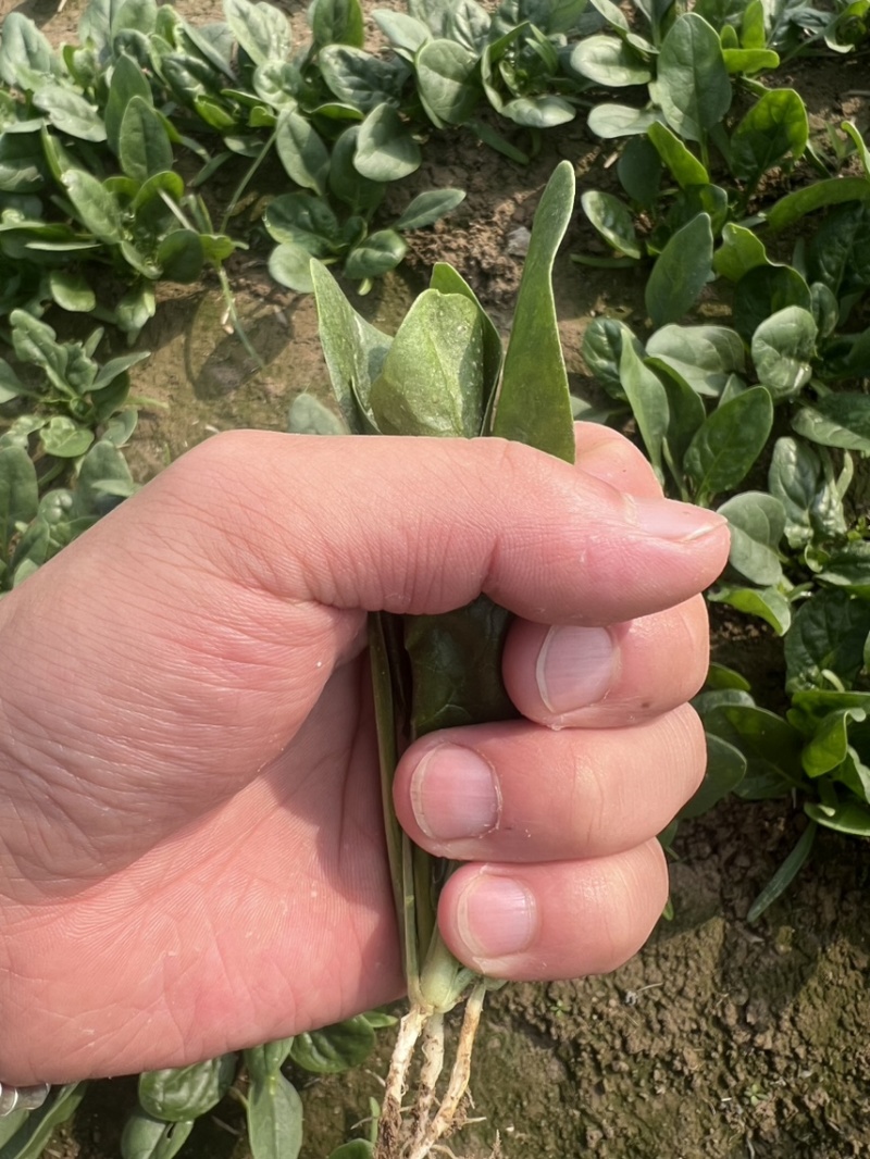 菠菜，趴地菠菜，黑圆叶菠菜