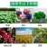 厂家直供尿素氮肥优等尿素工业用/农业用化工原料氮肥