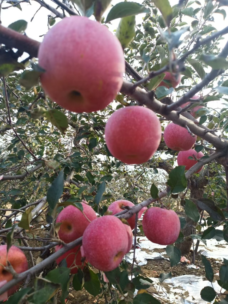苹果，红富士苹果产地直发规格齐全代发全国货源稳定