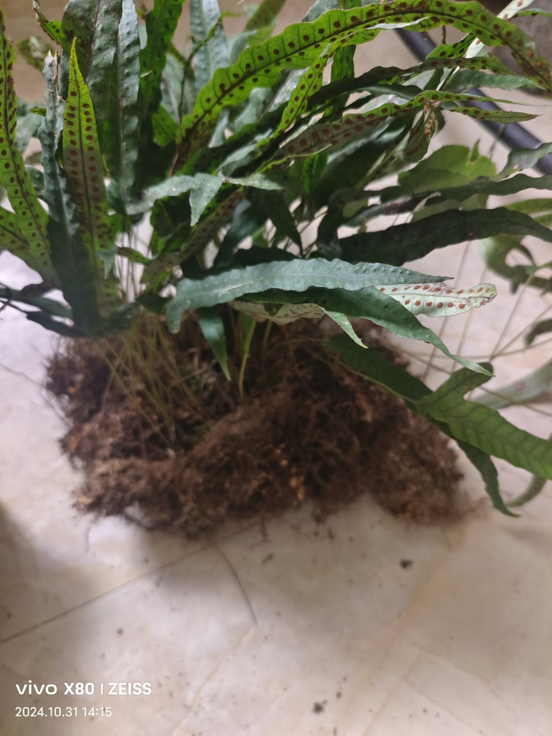 金鸡脚