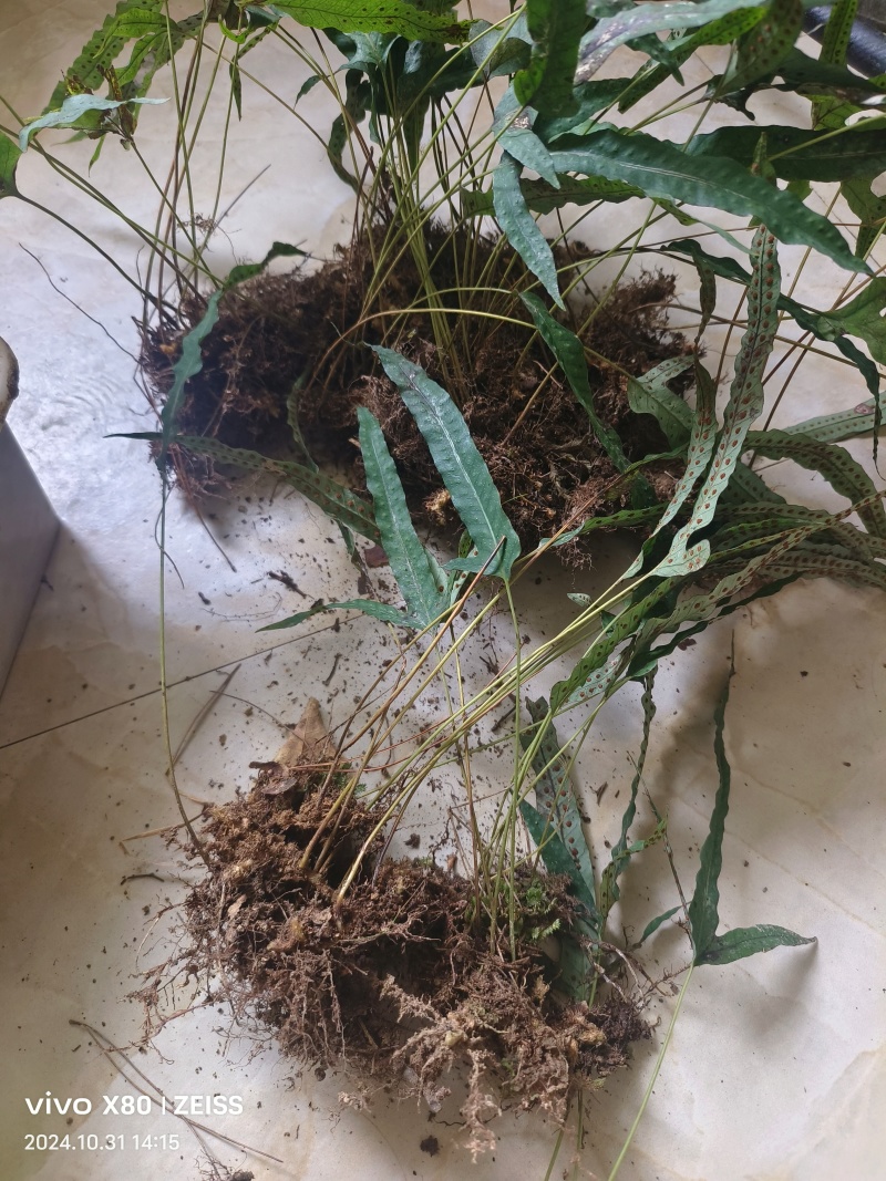 金鸡脚