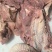【精品牛头肉】去皮去油去淋巴五香牛头肉