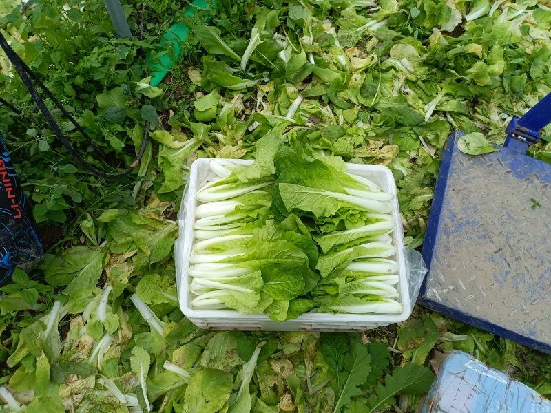小白菜。