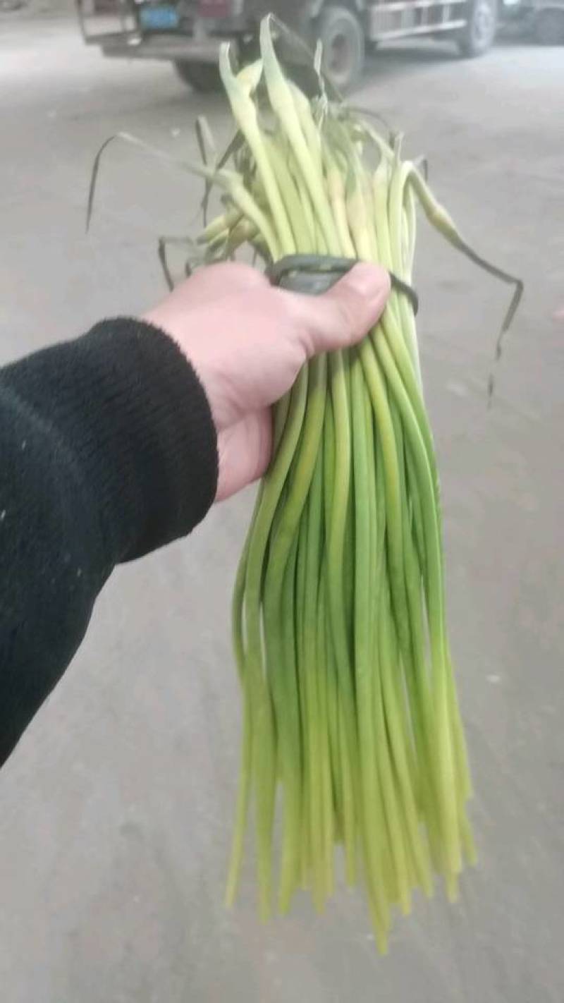 新鲜蒜薹，北京产地直供，品质保证，**特惠！