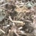 牛草羊草，无土无膜无霉变，过滚桶筛，两次除袋装花生秧
