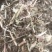 牛草羊草，无土无膜无霉变，过滚桶筛，两次除袋装花生秧