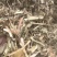 牛草羊草，无土无膜无霉变，过滚桶筛，两次除袋装花生秧