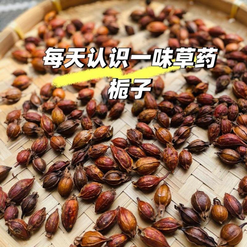 烘干炒干药用栀子