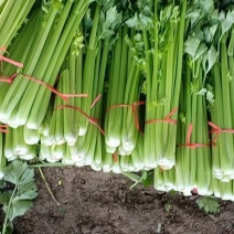 金乡县芹菜西芹大量上市，产地批发现割现发，货源充足质量保