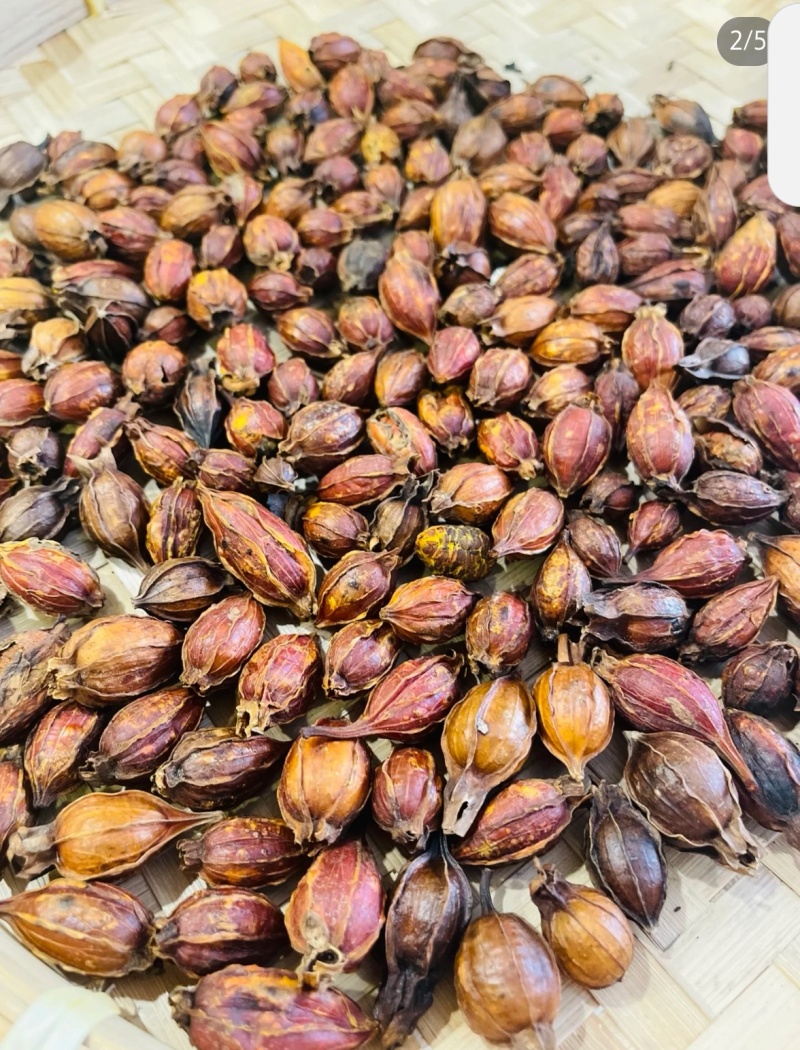 烘干炒干药用栀子