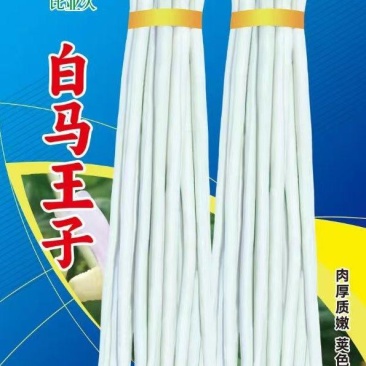 豇豆种子白马王子长条厚肉顺直白豇豆结荚密抗病产量高