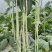 豇豆种子白马王子长条厚肉顺直白豇豆结荚密抗病产量高
