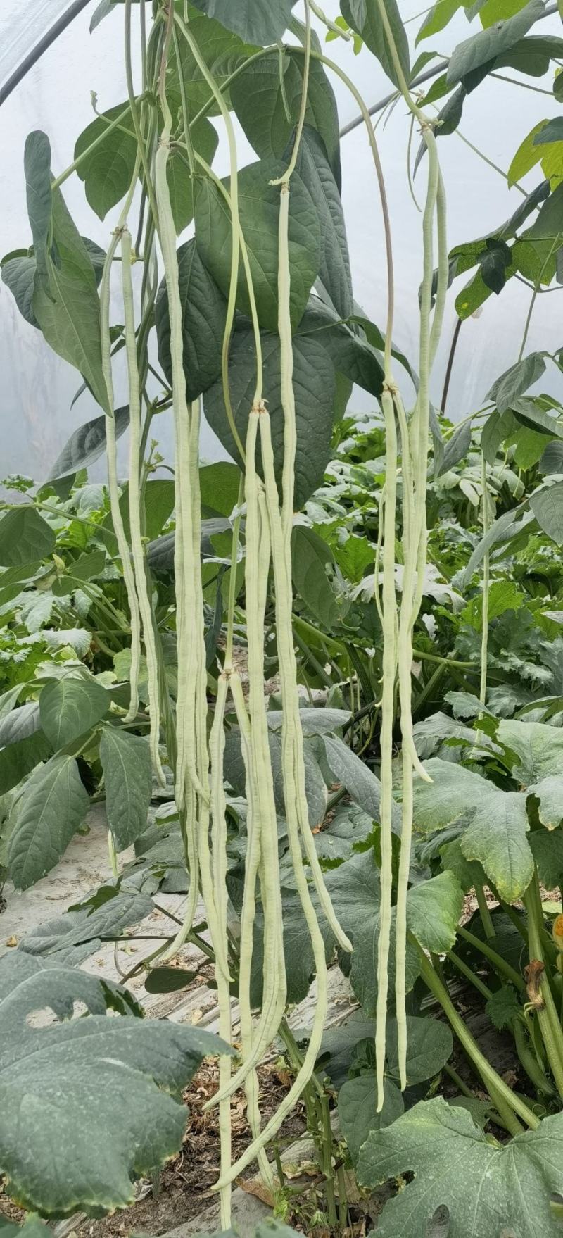 豇豆种子白马王子长条厚肉顺直白豇豆结荚密抗病产量高