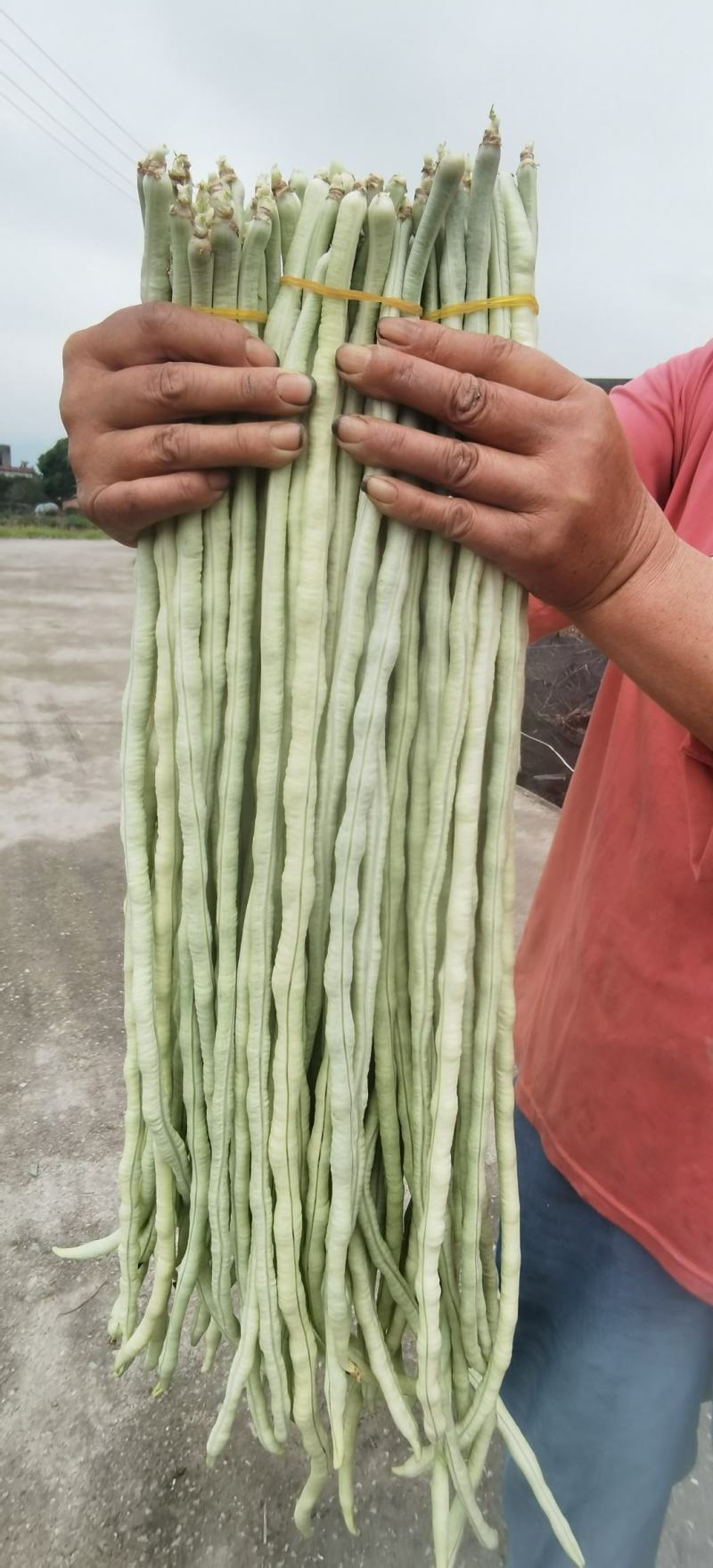 豇豆种子白马王子长条厚肉顺直白豇豆结荚密抗病产量高